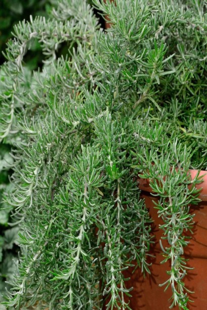 Розмарин лікарський Корсикан Блю | Rosmarinus officinalis Corsican Blue | Розмарин лекарственный Корсикан Блю